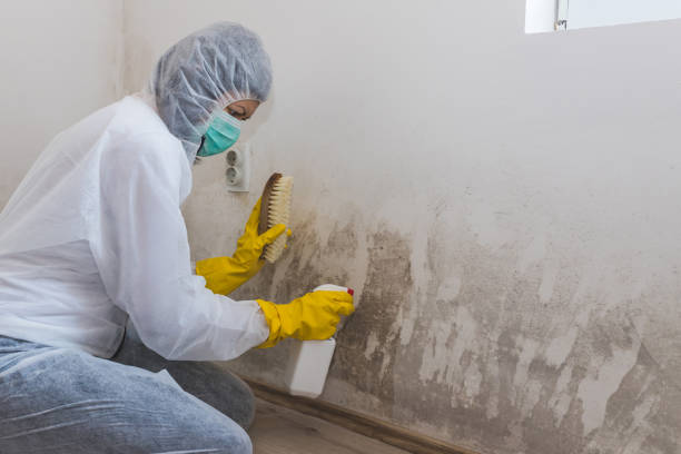 Best Emergency Mold Removal  in Anchor Point, AK