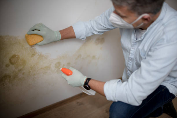 Best Mold Cleaning Services  in Anchor Point, AK