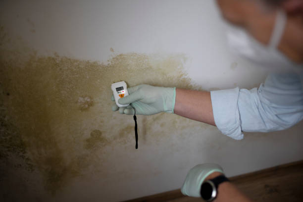 Best Affordable Mold Removal  in Anchor Point, AK