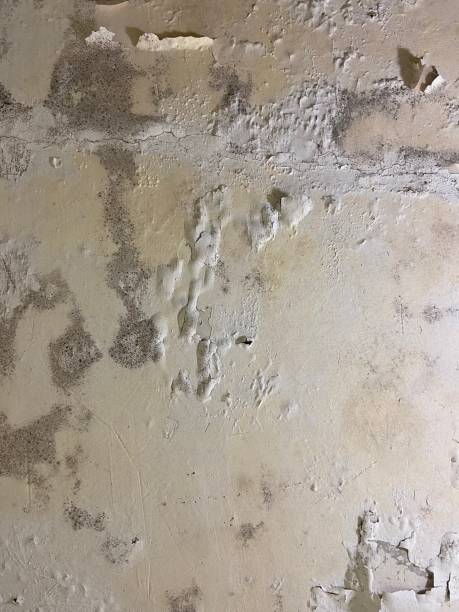Best Professional Mold Removal  in Anchor Point, AK