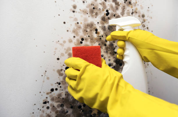 Crawl Space Mold Removal in Anchor Point, AK