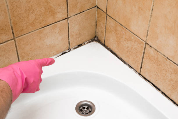 Best Mold Removal Company Near Me  in Anchor Point, AK